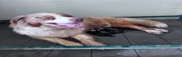 Australian Shepherd cani in vendita: Ultimo cucciolo di pastore australiano  - Annuncio 1