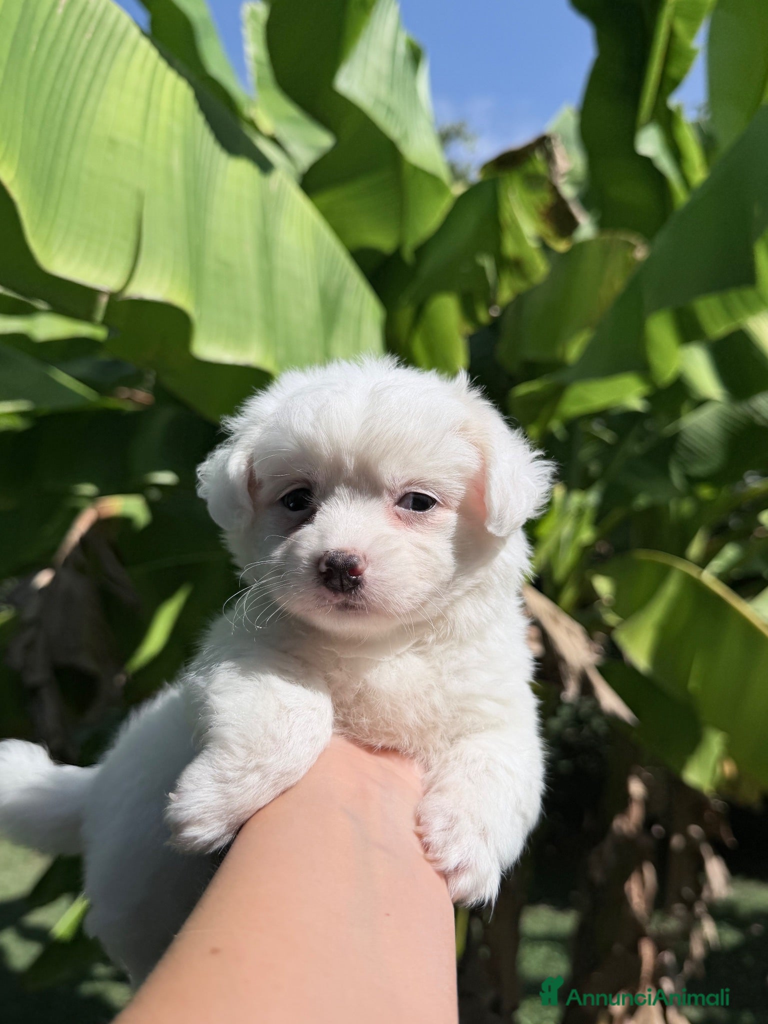 Maltese cani Maltese - Annuncio 1