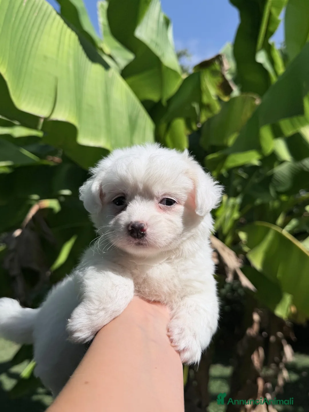 Maltese cani in vendita: Maltese - Annuncio 1