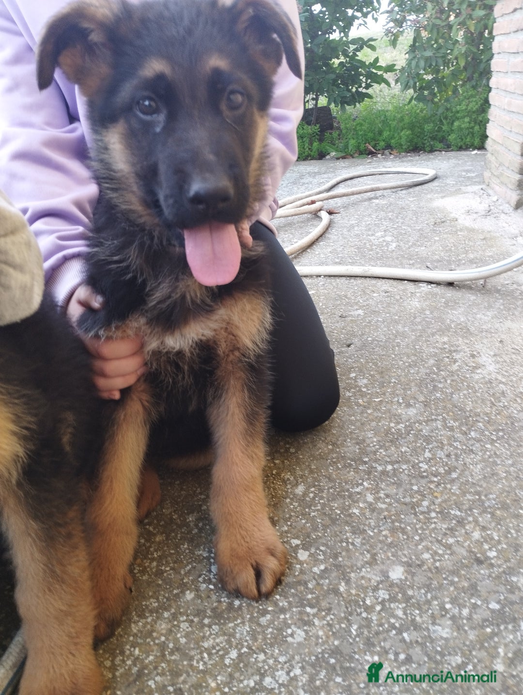 Pastore Tedesco cani in vendita: Cuccioli cercano casa - Annuncio 2