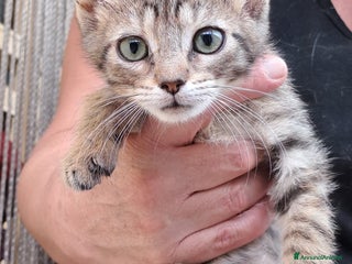 Meticcio cani NEMO a Città metropolitana di Roma Capitale - Annuncio 1