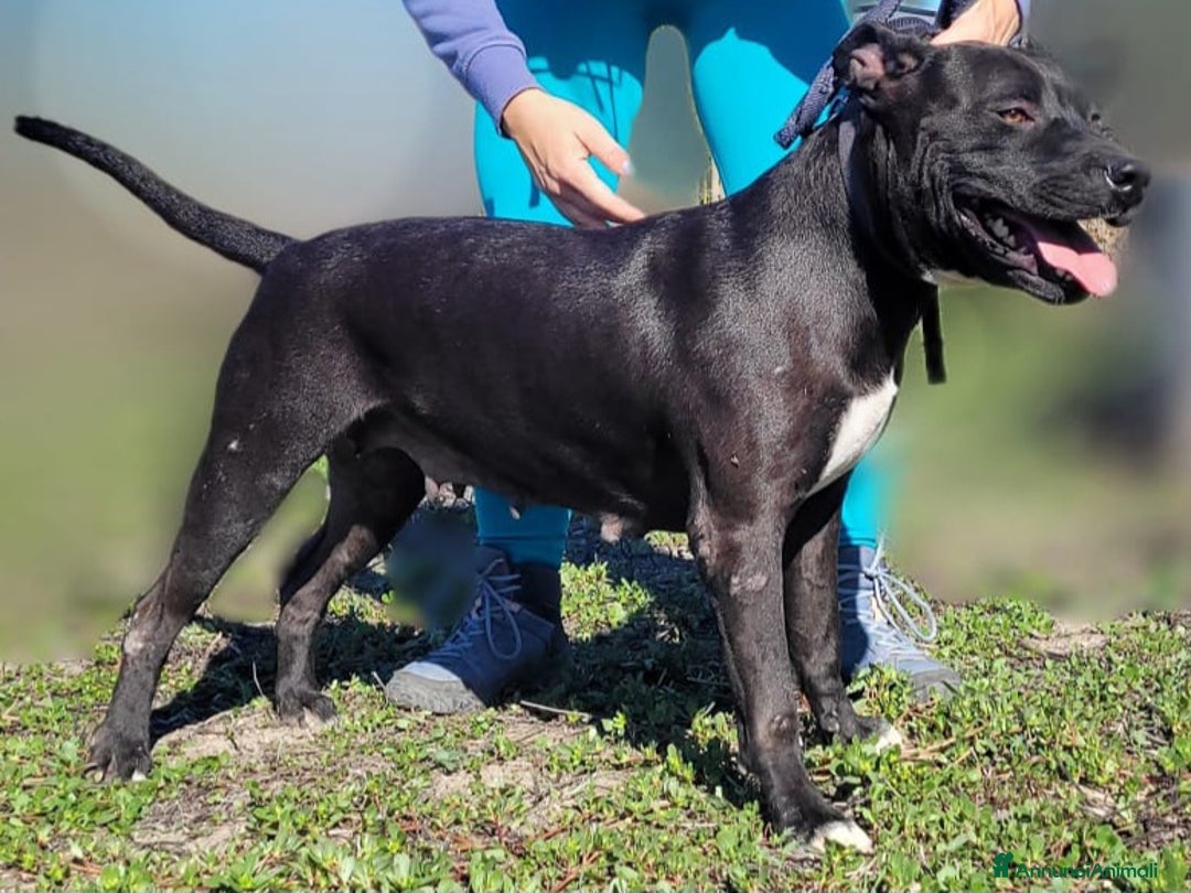 Pitbull cani in regalo: Pitbull femmina 3 anni adozione  - Annuncio 2
