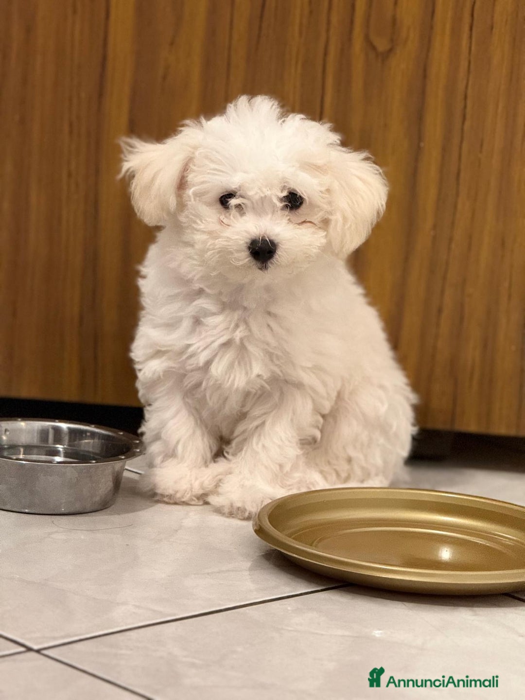 Bolognese cani in vendita: Due cuccioli di razza bolognese cercano casa - Annuncio 2