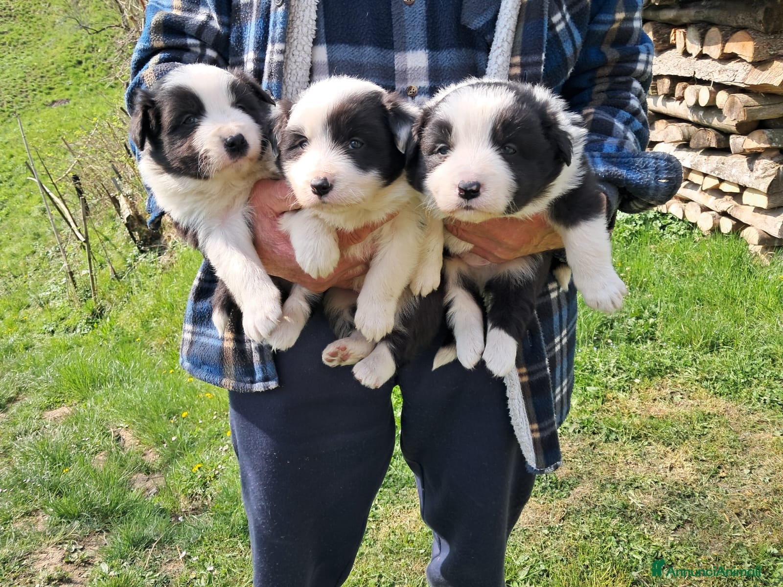 Border Collie cani border collie con pedigree - Annuncio 1