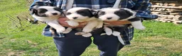 Border Collie cani in vendita: border collie con pedigree - Annuncio 1