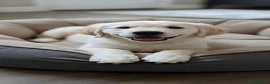 Golden Retriever 1