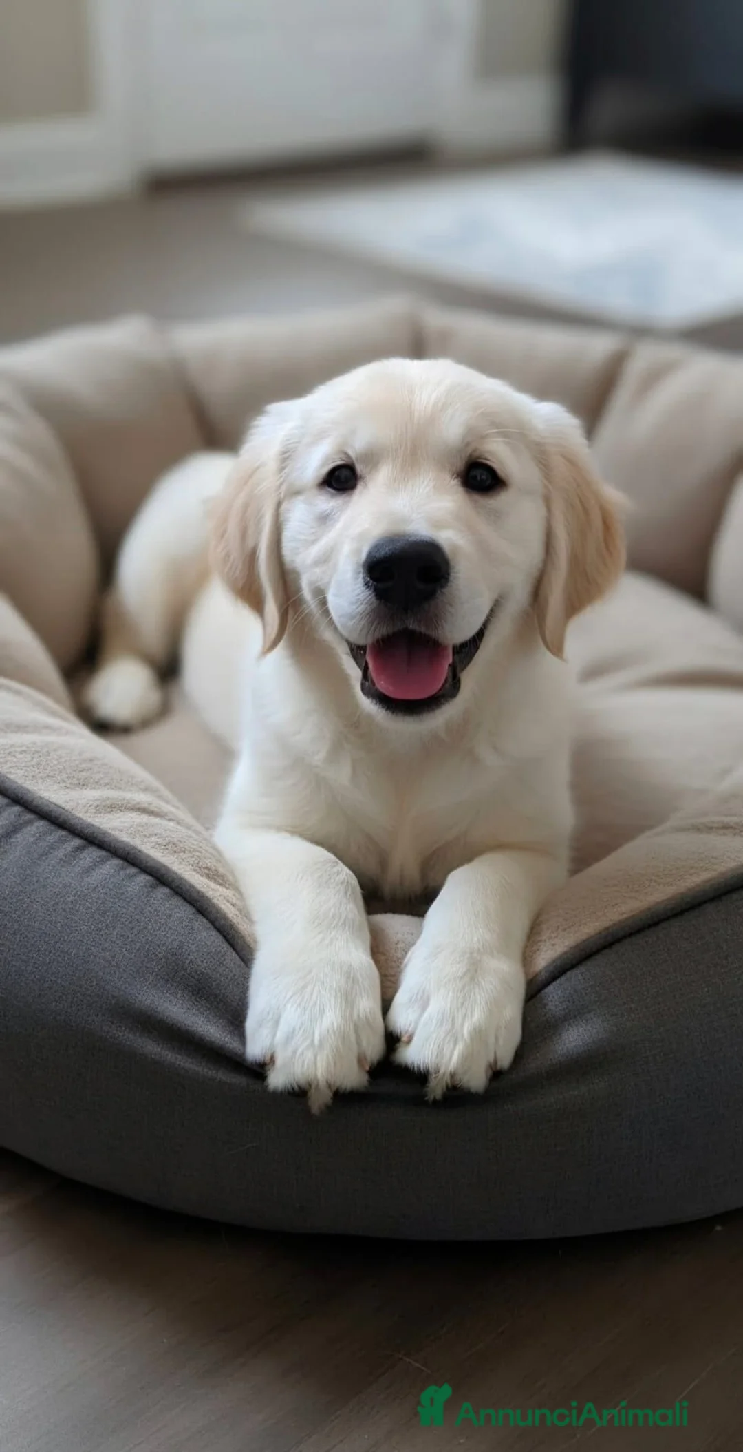Golden Retriever cani in vendita: Golden retriever - Annuncio 2