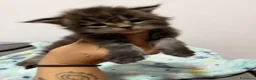 Maine Coon gatti in vendita: Maine coon con pedigree - Annuncio 1