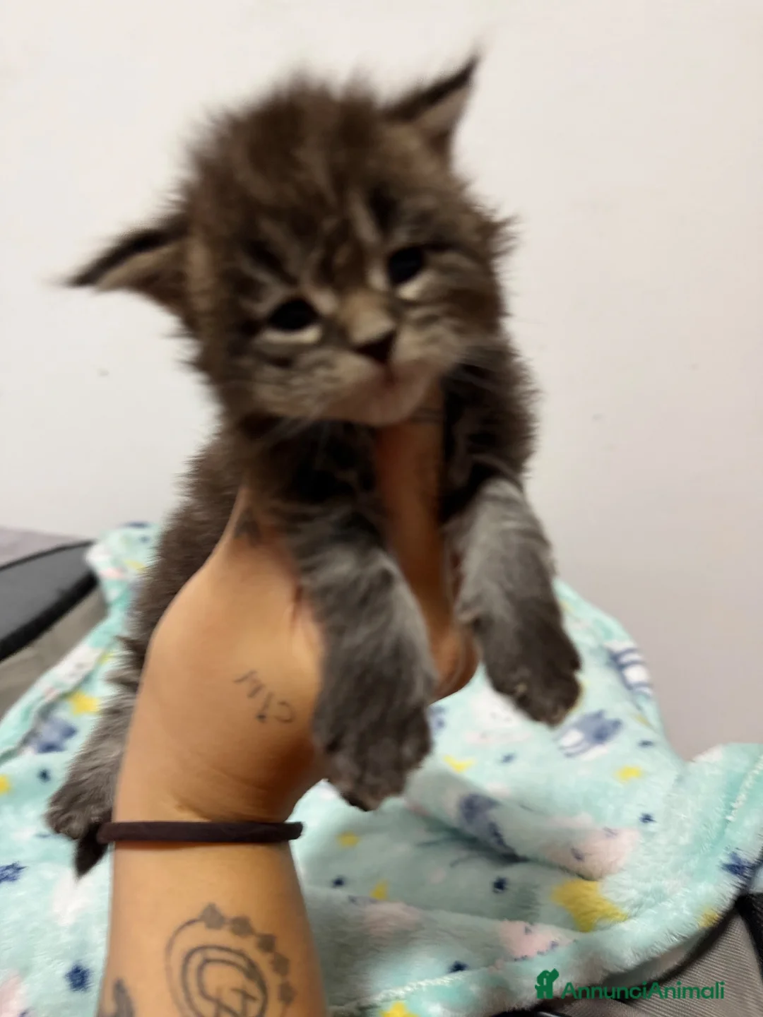 Maine Coon gatti in vendita: Maine coon con pedigree - Annuncio 1