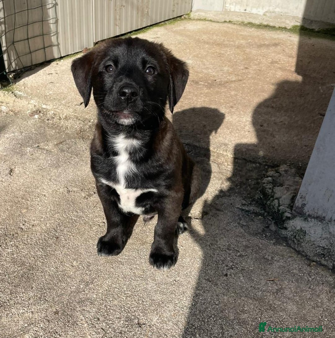 Meticcio cani in regalo: LO SPLENDIDO MAXXXX - Annuncio 5