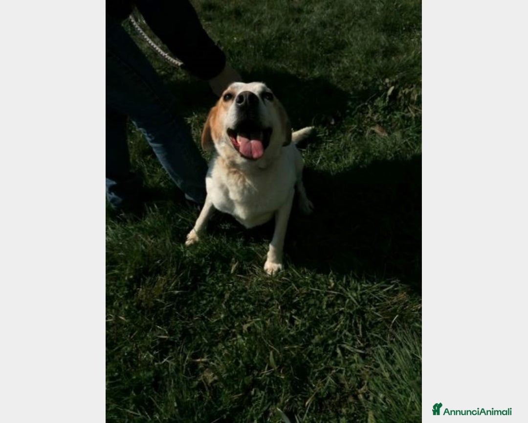 Meticcio cani in regalo: LALO, cane meticcio labrador Maschio a Latina - Annuncio 3