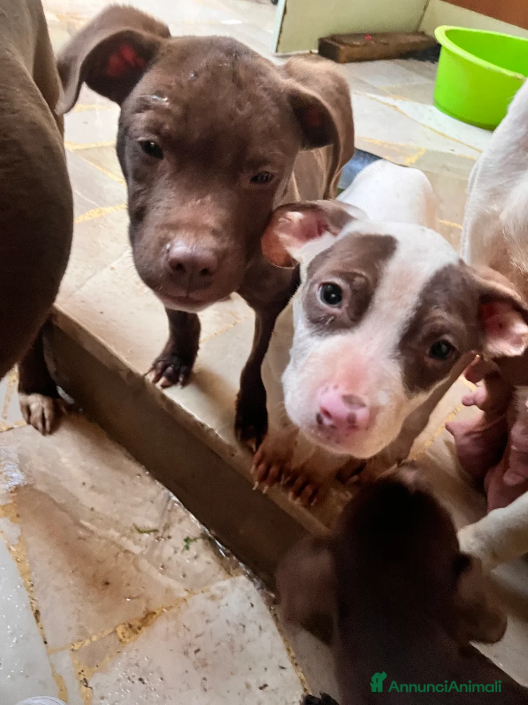Pitbull cani in vendita: Ultima cucciola di’ pitbull  - Annuncio 1