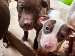 Pitbull cani Ultima cucciola di’ pitbull - Annuncio 1