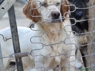 Setter Inglese cani Setterino 2anni kg12 salvato 1anno fa..PUGLIA a Città Metropolitana di Milano - Annuncio 16