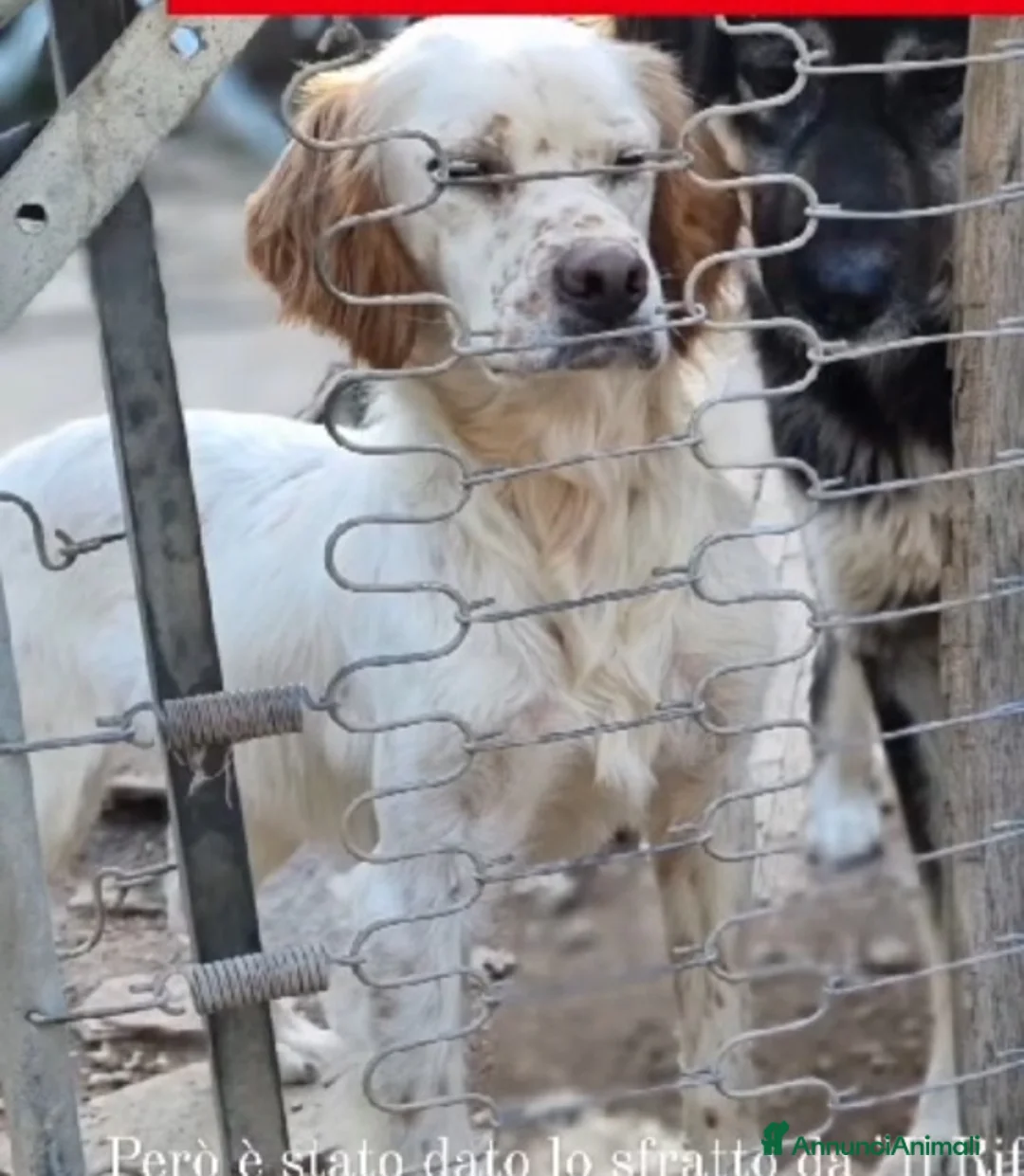 Setter Inglese cani in regalo: Setterino 2anni kg12 salvato 1anno fa..PUGLIA a Città Metropolitana di Milano - Annuncio 1
