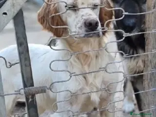 Setter Inglese cani Setterino 2anni kg12 salvato 1anno fa..PUGLIA a Città Metropolitana di Milano - Annuncio 3
