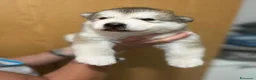 Alaskan Malamute cani in vendita: cucciolata di Alaskan Malamute - Annuncio 7