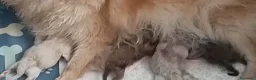 Volpino Pomerania cani in vendita: Cuccioli di Pomerania con pedigree ENCI - Annuncio 5
