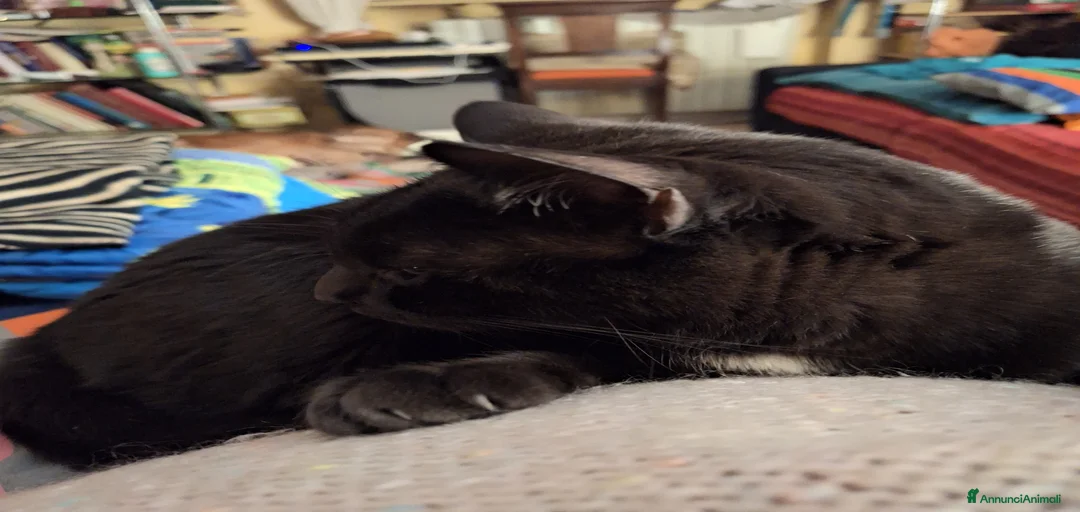 Immagine della galleria {{count}}