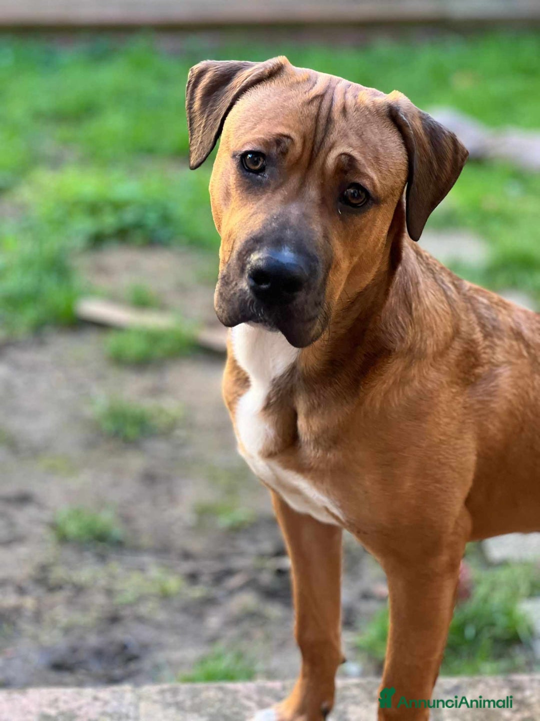 Cane Corso cani in regalo: OSCAR, simpaticissimo MOLOSSINO! - Annuncio 6