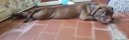 Pitbull cani in vendita: Pittbull UKC  a Provincia di Avellino - Annuncio 6