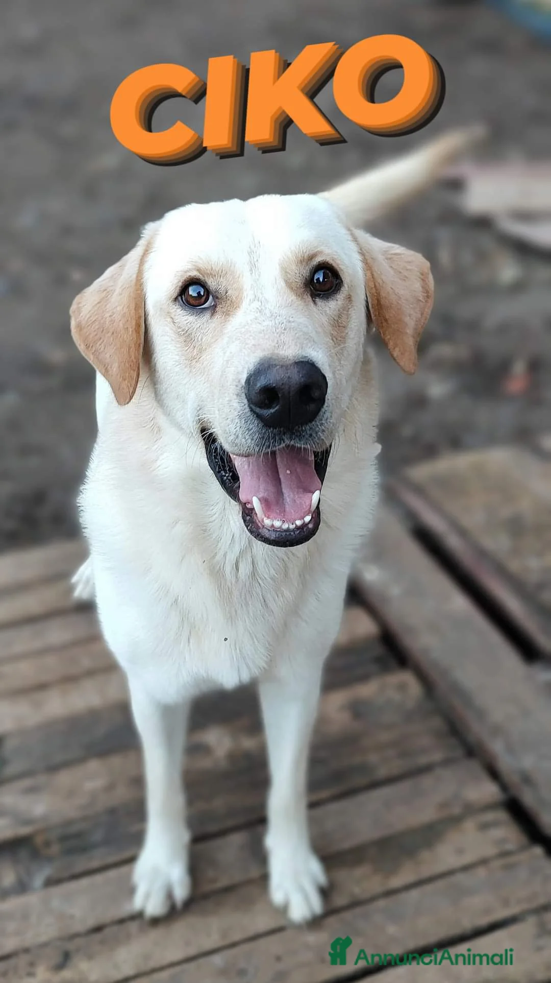 Labrador cani in regalo: Una famiglia per Ciko  a Provincia di Savona - Annuncio 3