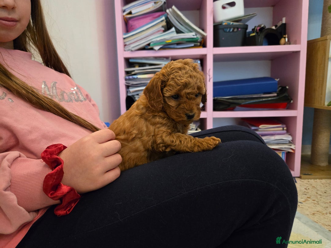 Barboncino cani in vendita: BARBONCINO NANO - Annuncio 2