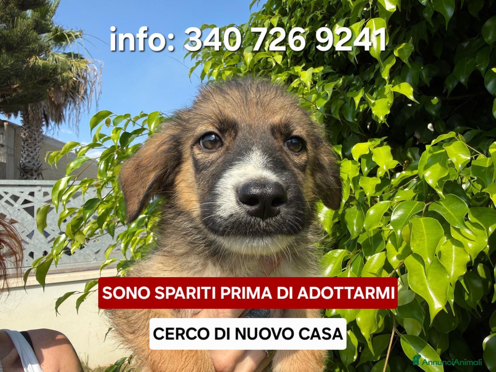 Meticcio cani SPARTACO 💙 era stato scelto. Ora aspetta ancora… - Annuncio 24