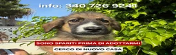Meticcio cani in regalo: SPARTACO 💙 era stato scelto. Ora aspetta ancora… a Provincia di Vercelli - Annuncio 1