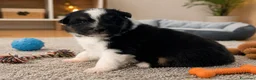 Australian Shepherd cani in vendita: Maschietti Pastore Australiano  a Città Metropolitana di Genova - Annuncio 4