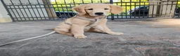 Golden Retriever cani in vendita: Disponibile cucciola di Golden retriever  - Annuncio 4