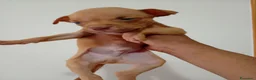 Pitbull cani in vendita: CUCCIOLI AMERICAN PITBULL TERRIER UKC - Annuncio 5