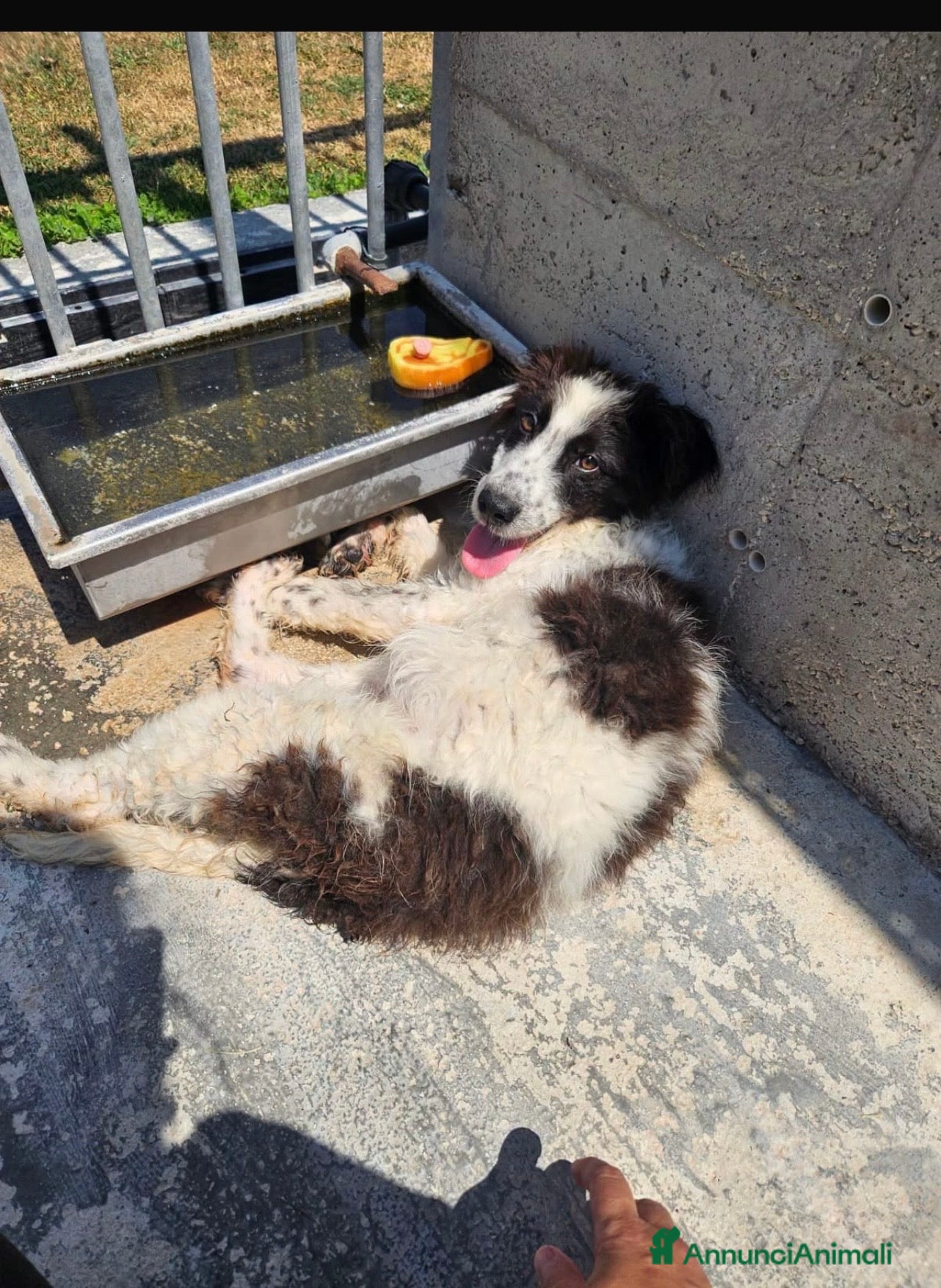 Meticcio cani Panda dolcissimo cucciolo simil border collie - Annuncio 26