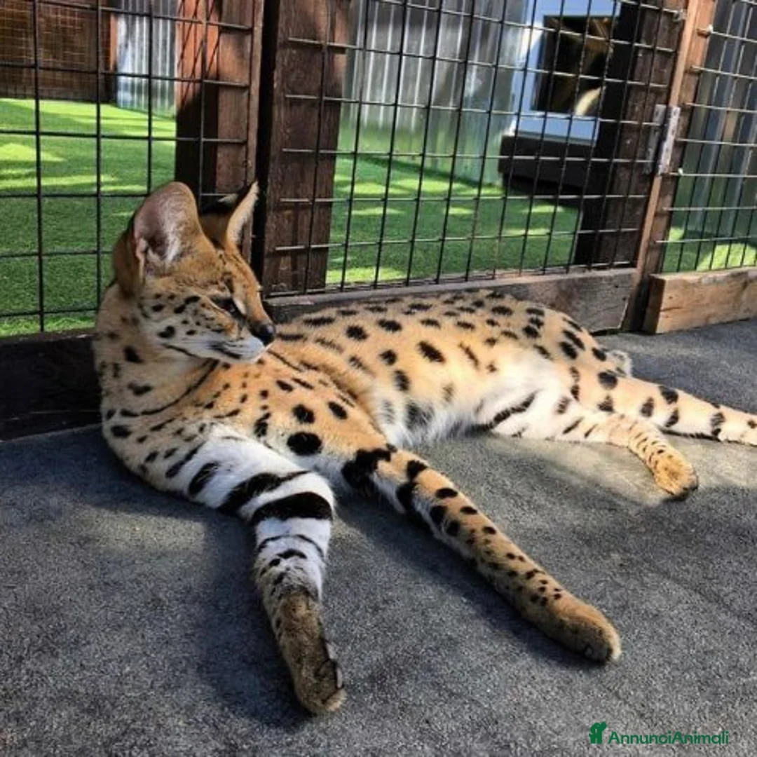 Savannah gatti in vendita: Gatto savannah f5 maschio e femmina - Annuncio 2