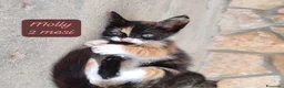 Altre razze gatti in regalo: Tanti gattini desiderosi di trovare casa  a Provincia di Bergamo - Annuncio 5