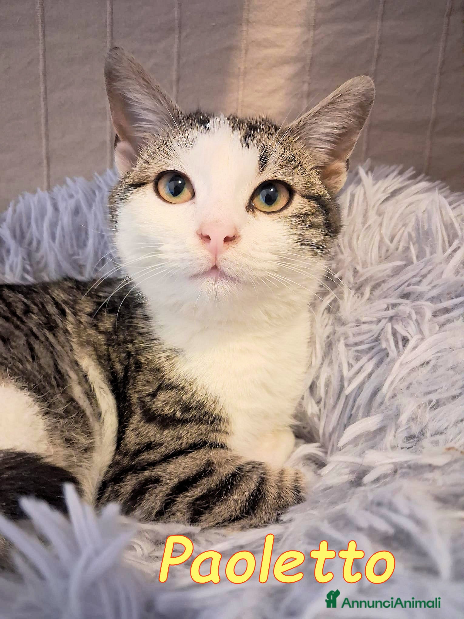 Europeo gatti PAOLETTO 💔 ADOZIONE URGENTE - Annuncio 29