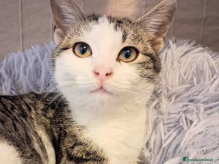 Europeo gatti PAOLETTO 💔 ADOZIONE URGENTE - Annuncio 29