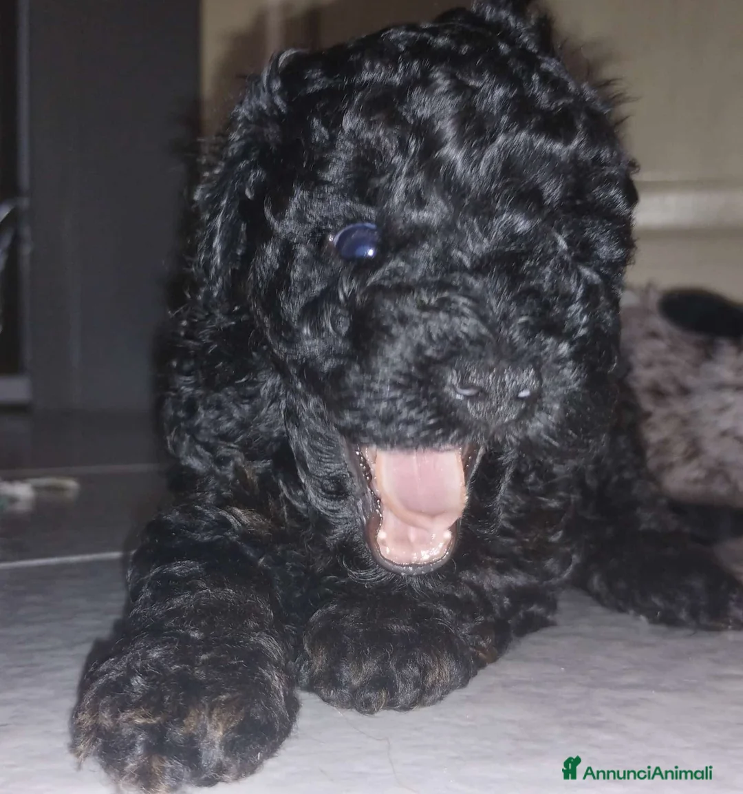 Barboncino Toy cani in vendita: Femmina barboncino Toy  a Provincia di Siena - Annuncio 2
