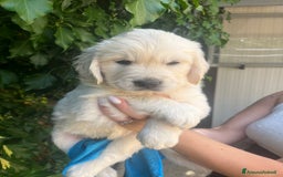 Golden Retriever cani in vendita: Cuccioli di Gold Retriever con pedigree  - Immagine 15