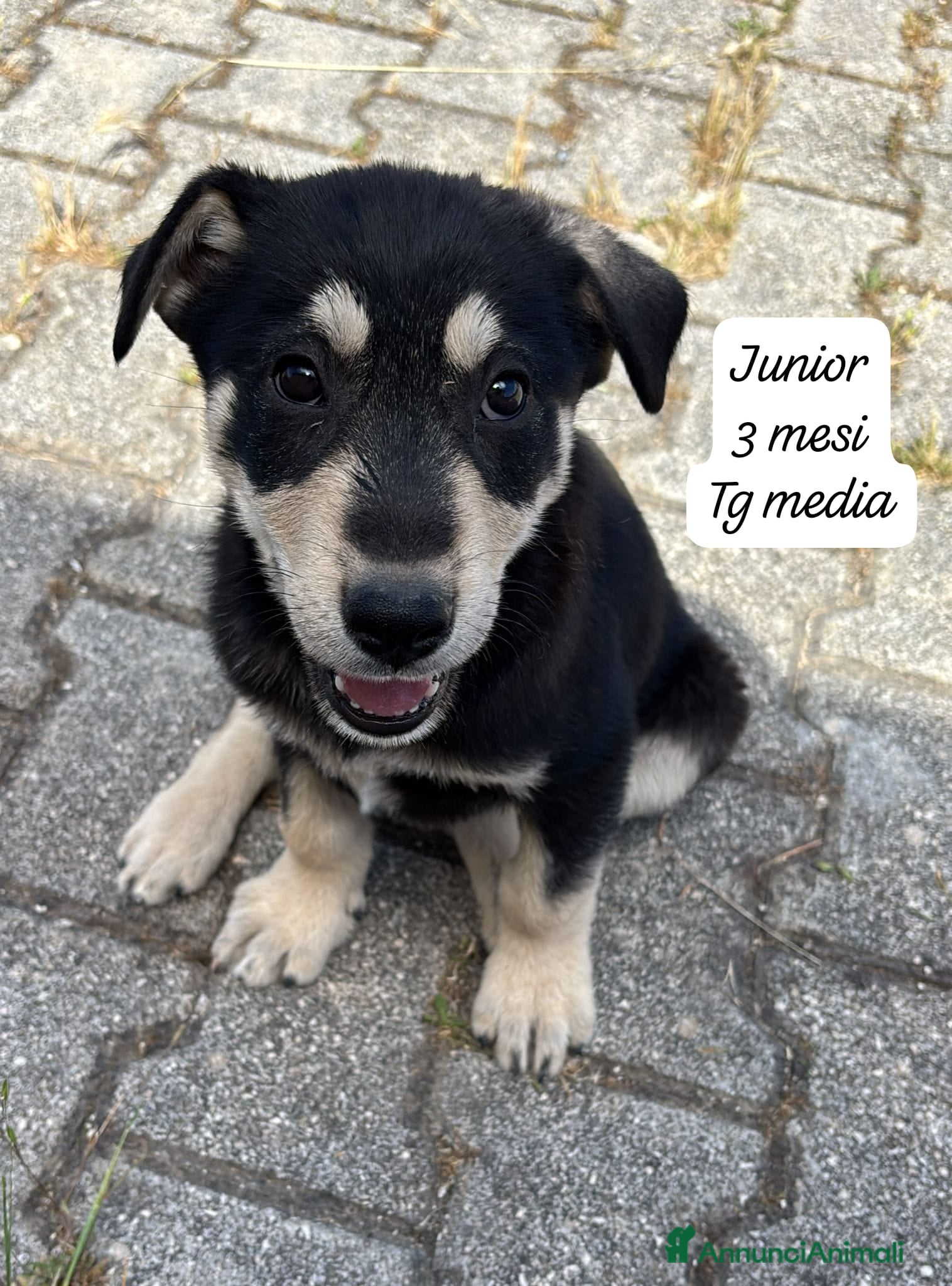 Meticcio cani in regalo: Meticci dimenticati da tutti  a Provincia di Pavia - Annuncio 8