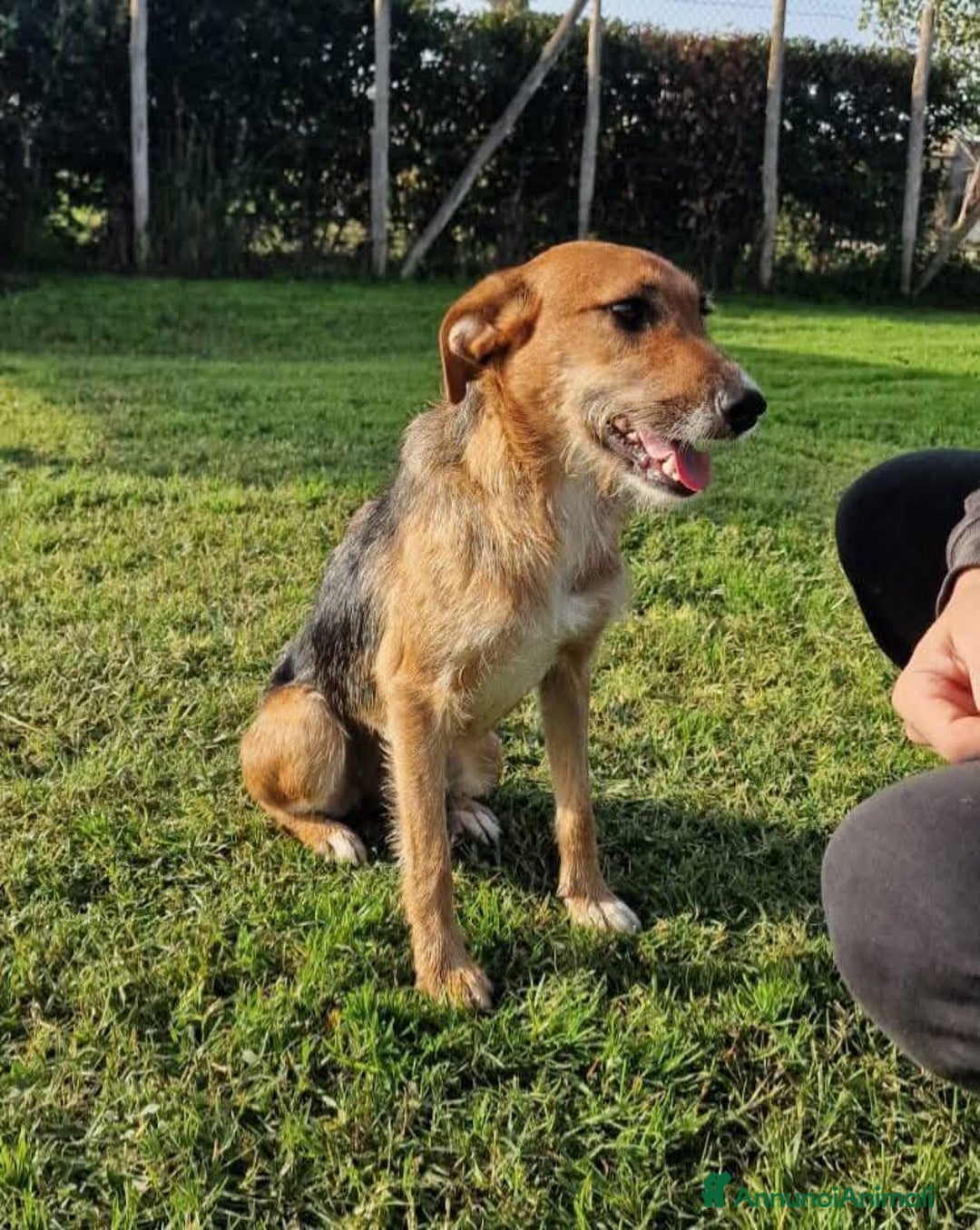Meticcio cani in regalo: SUSY - UN PICCOLO TESORO IN ATTESA DI AMORE - Annuncio 7