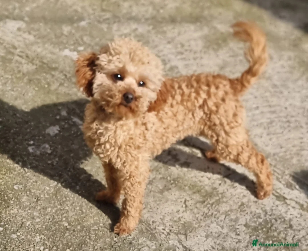 Barboncino Toy cani in vendita: 2 Barboncini TOY - 1 maschio 1 femmina  - Annuncio 2