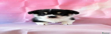 Corgi Pembroke Cucciolo 3