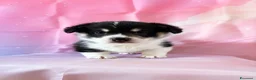 Corgi Pembroke cani in vendita: Cucciolata corgi Pembroke nata il 30-05-2026 - Annuncio 7