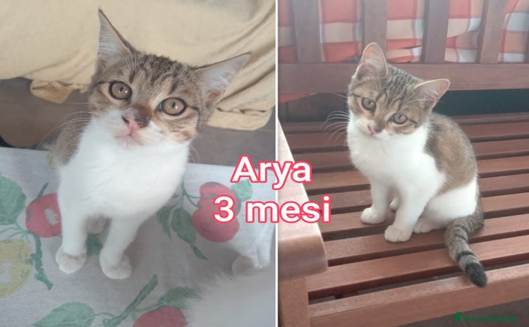 Europeo gatti - Annuncio 3