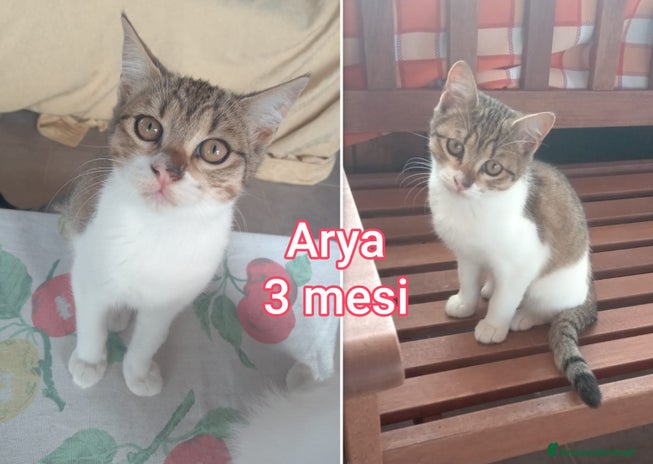 Europeo gatti - Annuncio 3