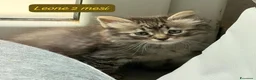 Altre razze gatti in regalo: Gattini destinati alla colonia  a Provincia di Ferrara - Annuncio 6