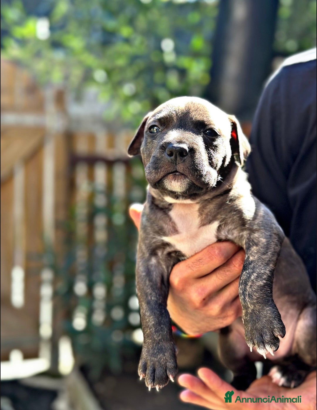 Pitbull cani in vendita: Amstaff - Immagine 4