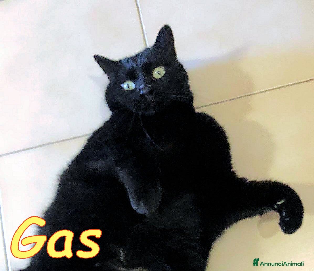 Europeo gatti ROMA: GAS E&#x27; RIMASTO ORFANO    - Annuncio 30