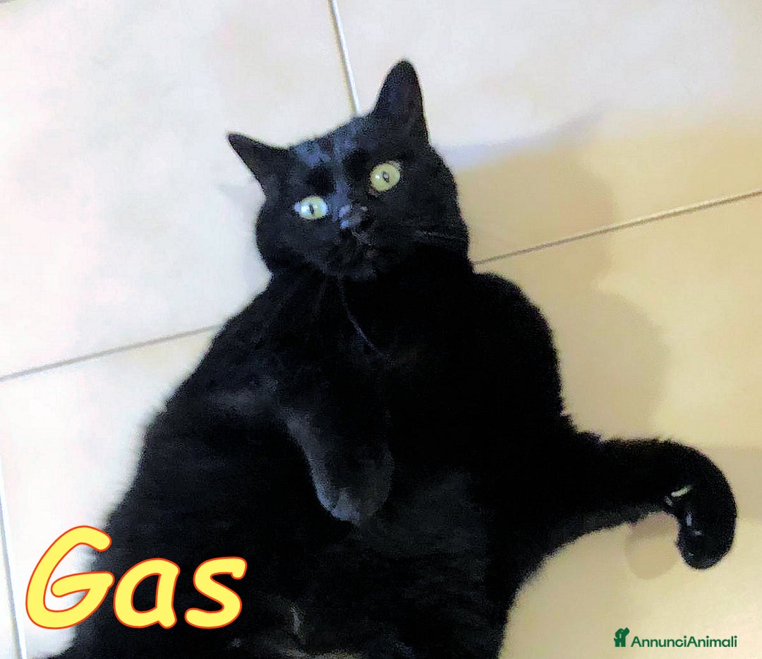Europeo gatti in regalo: ROMA: GAS E' RIMASTO ORFANO    - Annuncio 1